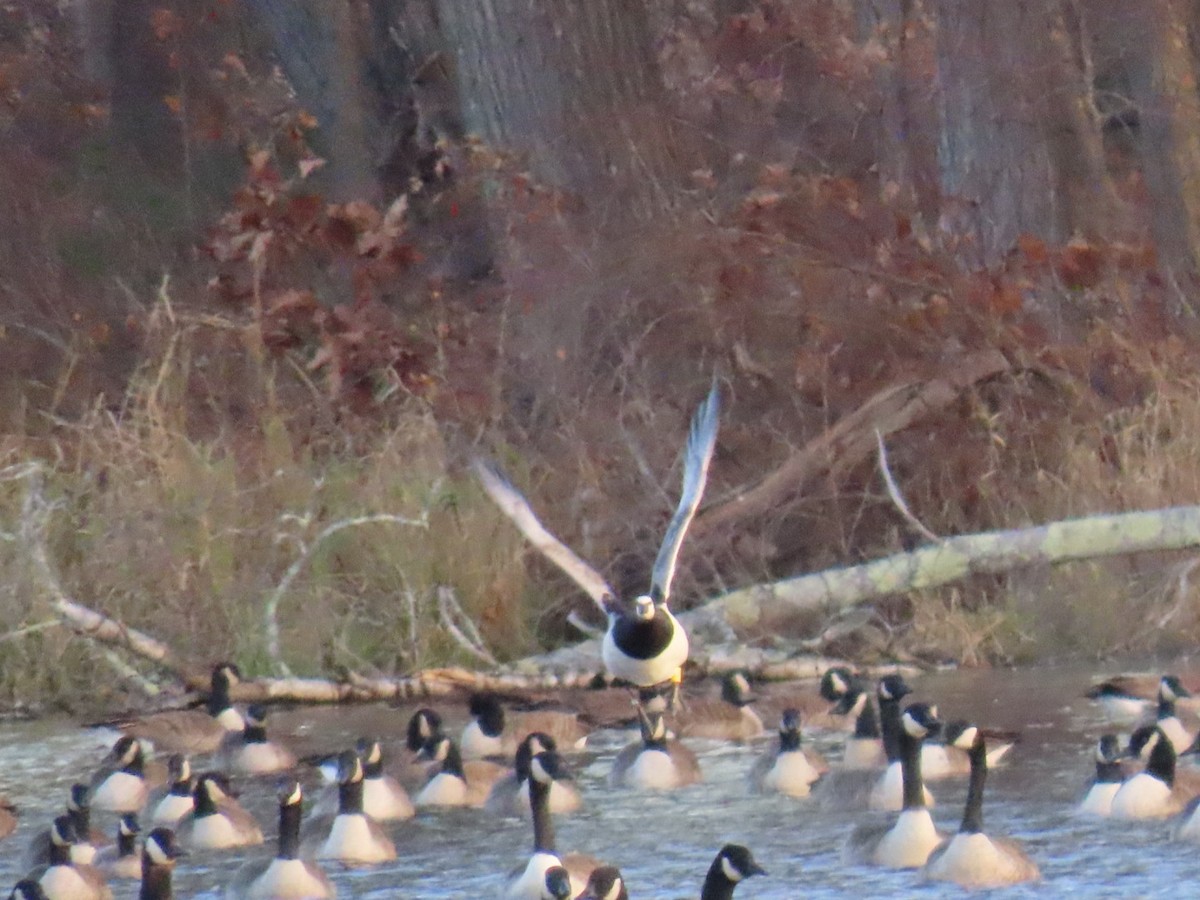 Barnacle Goose - ML645989146