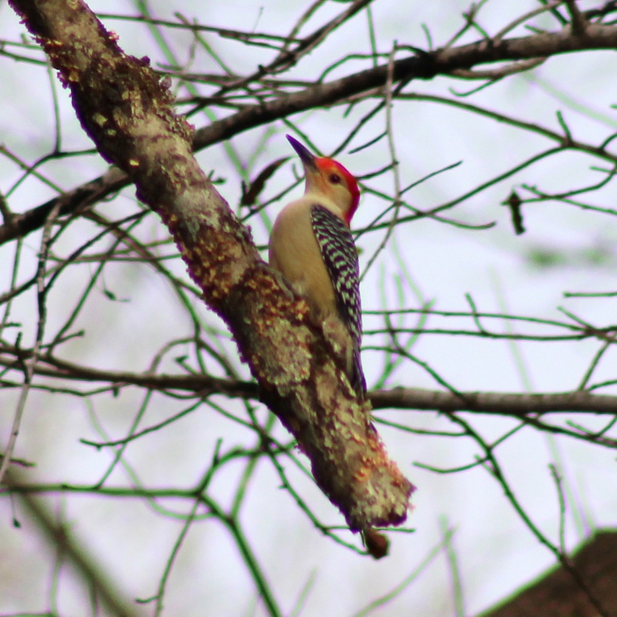 Red-bellied Woodpecker - ML645989173