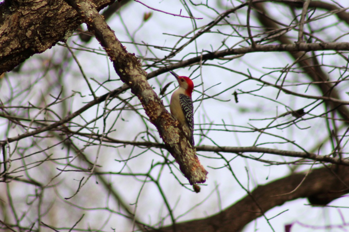 Red-bellied Woodpecker - ML645989174