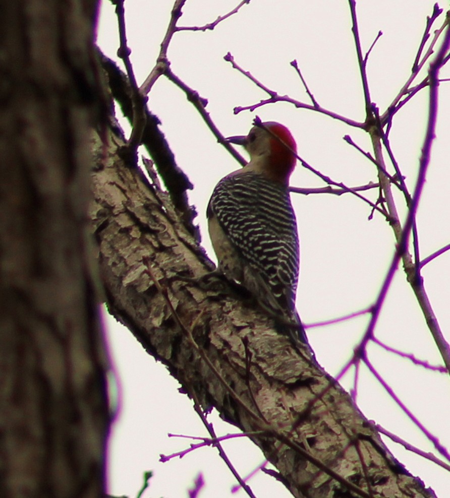 Red-bellied Woodpecker - ML645989175