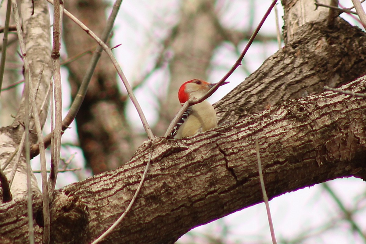Red-bellied Woodpecker - ML645989176