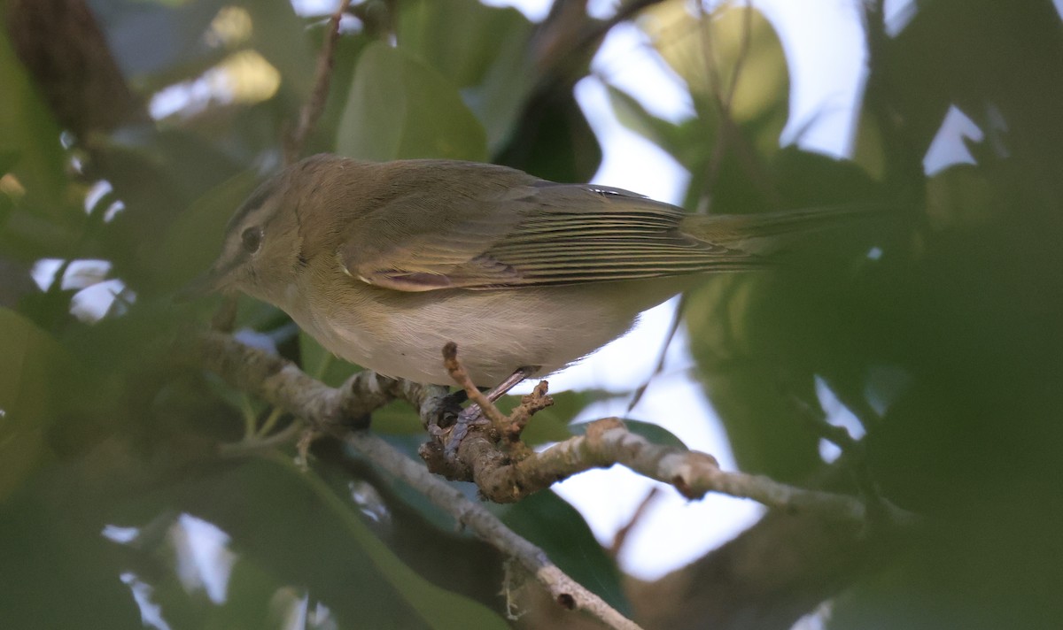アカメモズモドキ - ML645989177