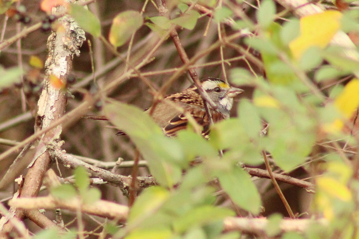 White-throated Sparrow - ML645989179