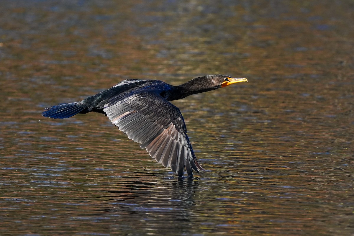 Double-crested Cormorant - ML645989183