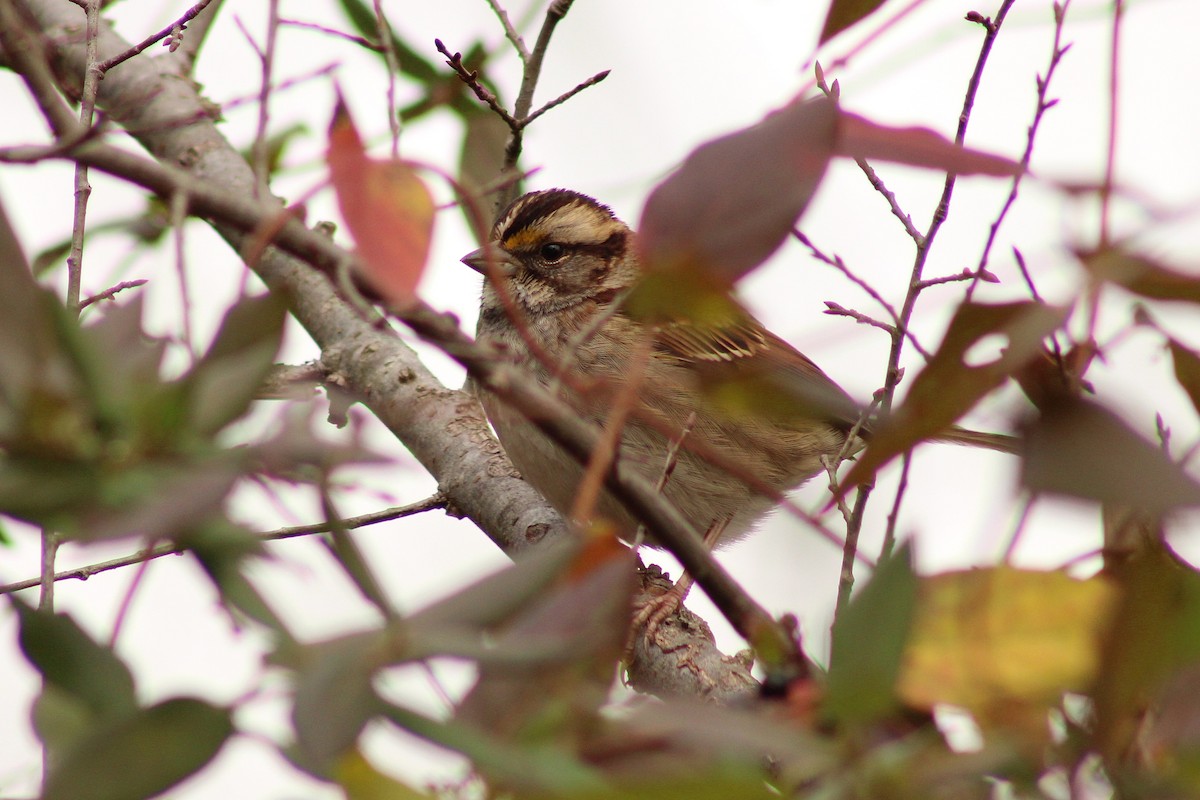 White-throated Sparrow - ML645989185