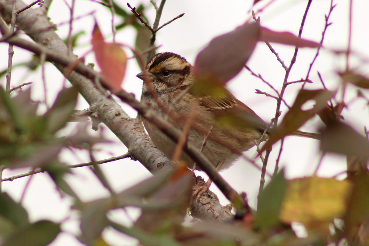 White-throated Sparrow - ML645989186