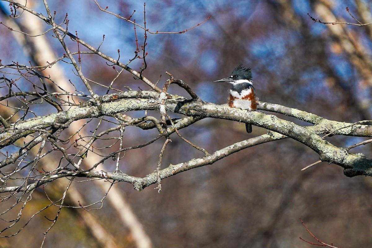 Belted Kingfisher - ML645989189