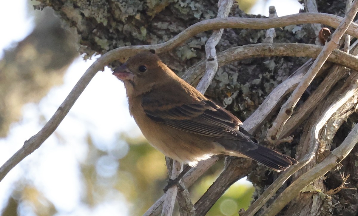 Blue Grosbeak - ML645989190