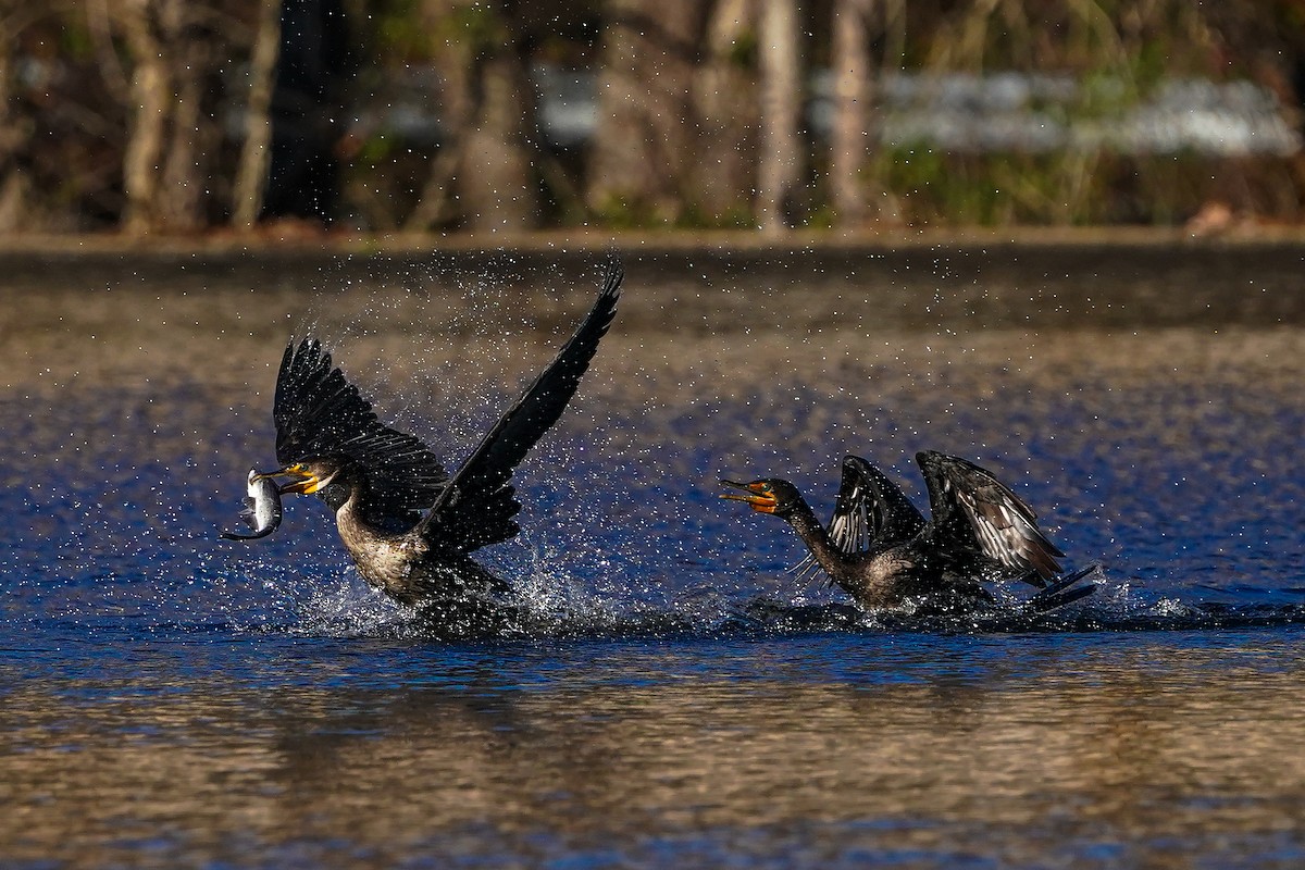 Double-crested Cormorant - ML645989201