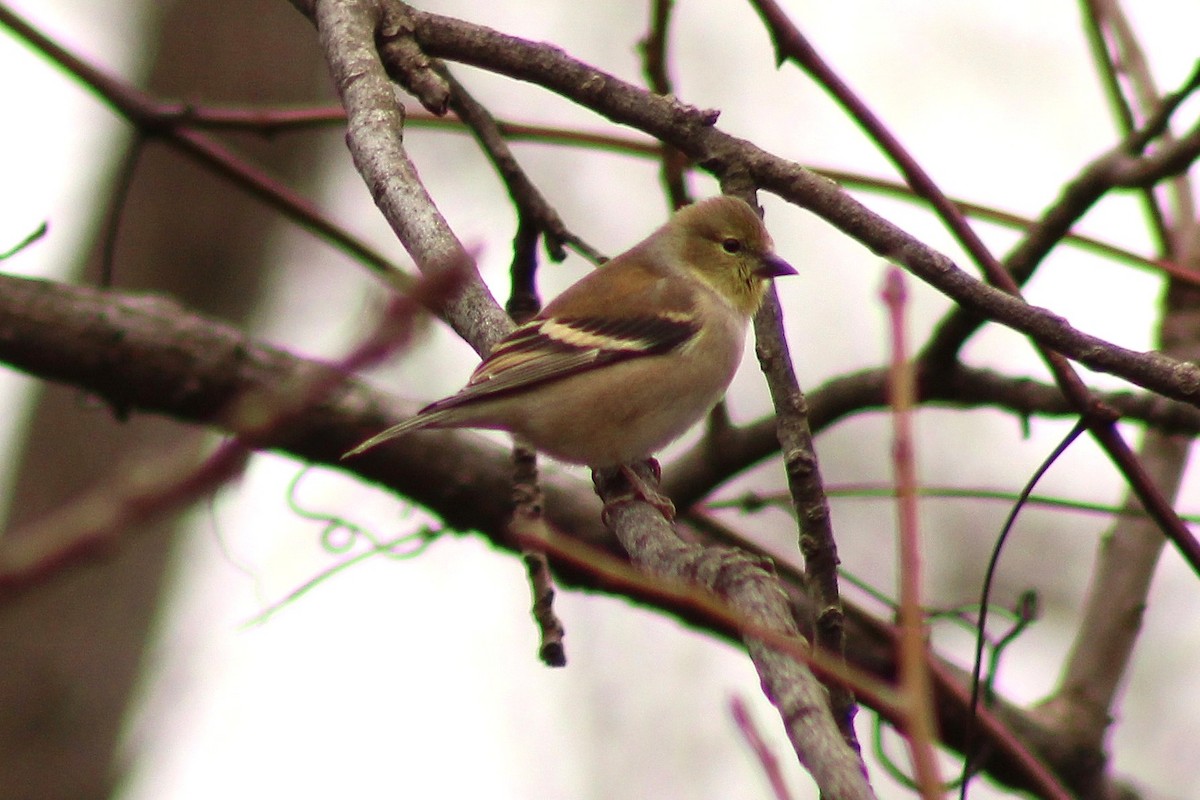 American Goldfinch - ML645989202