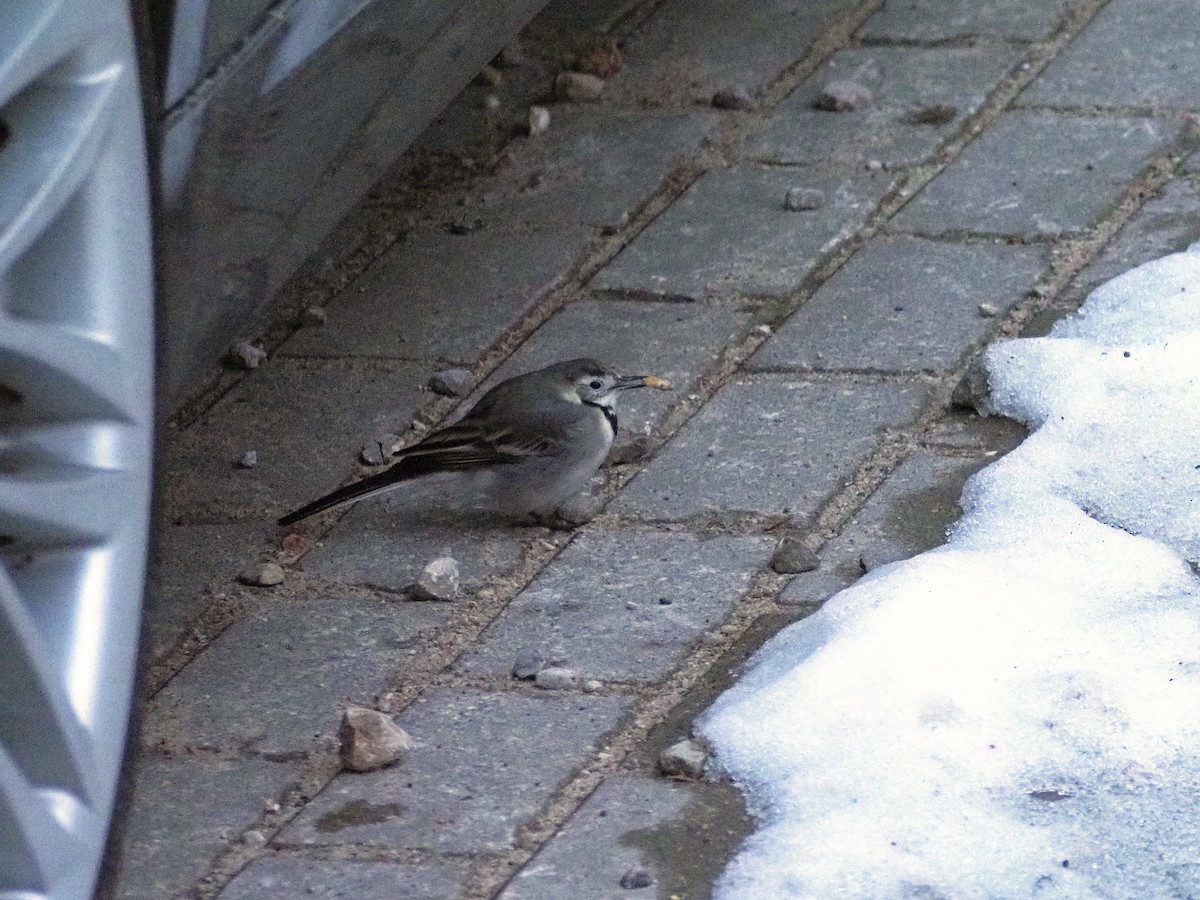 White Wagtail - ML645989204