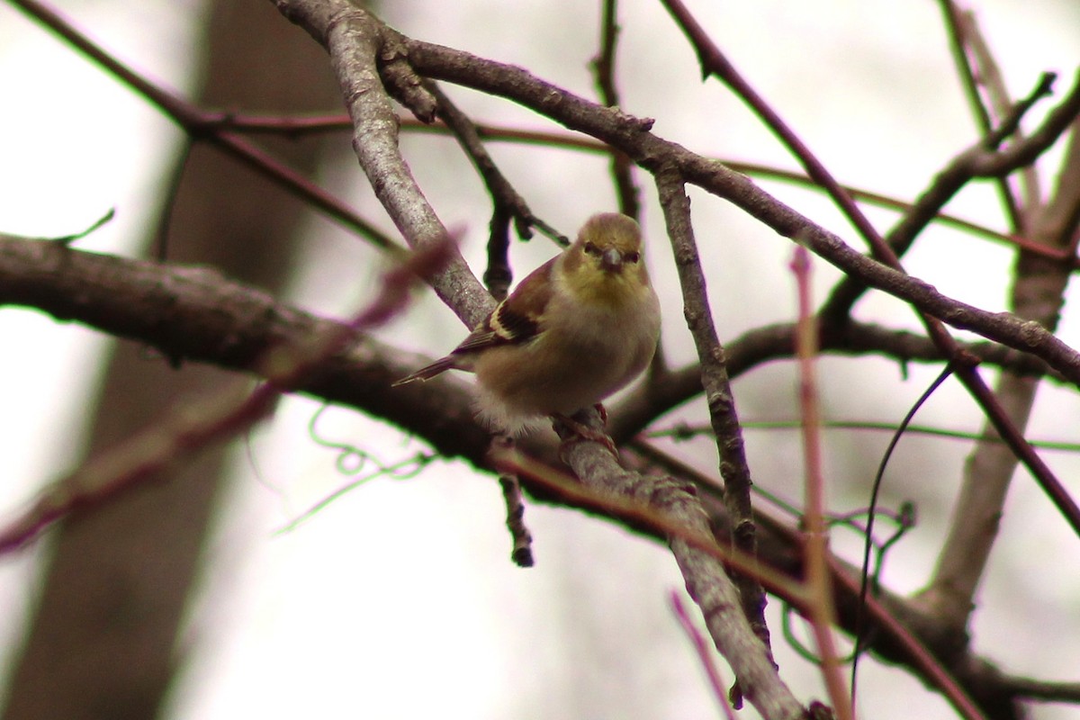 American Goldfinch - ML645989205