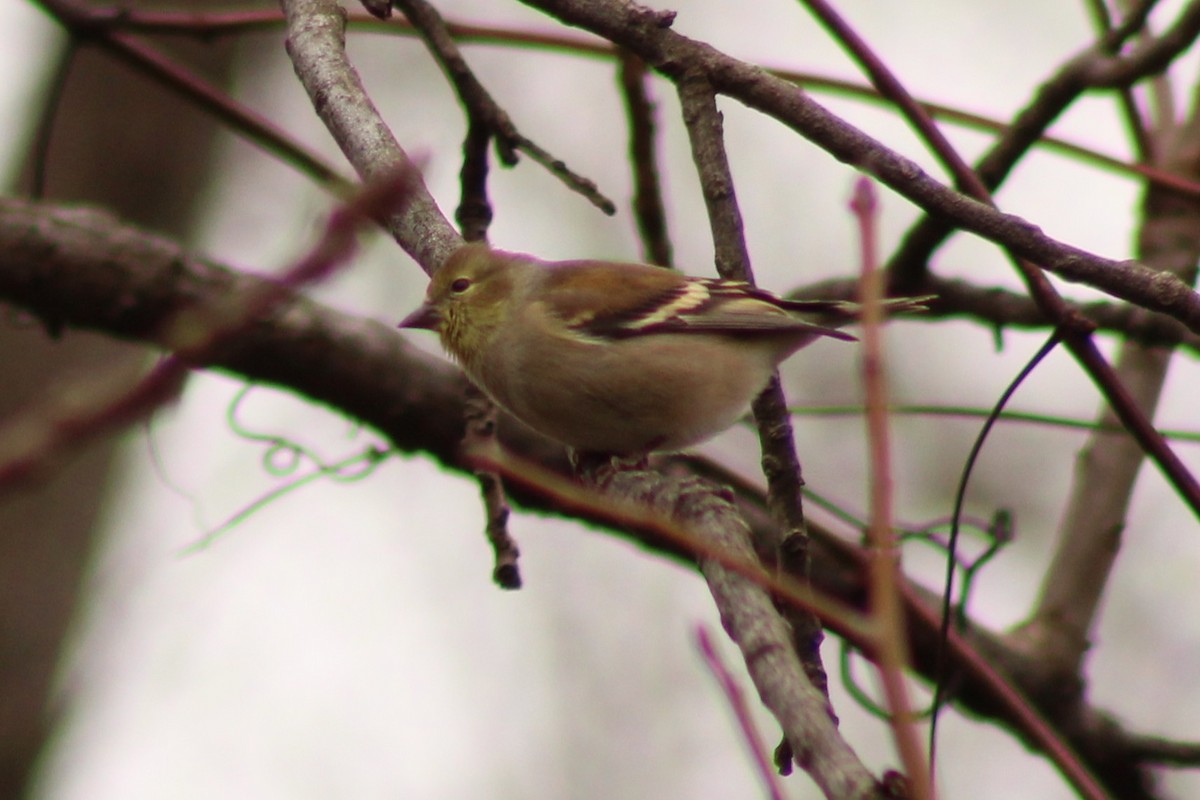 American Goldfinch - ML645989206