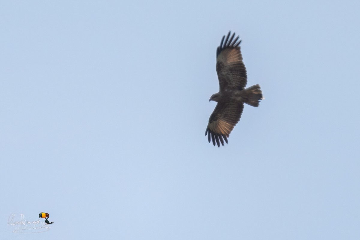 Brahminy Kite - ML645989208