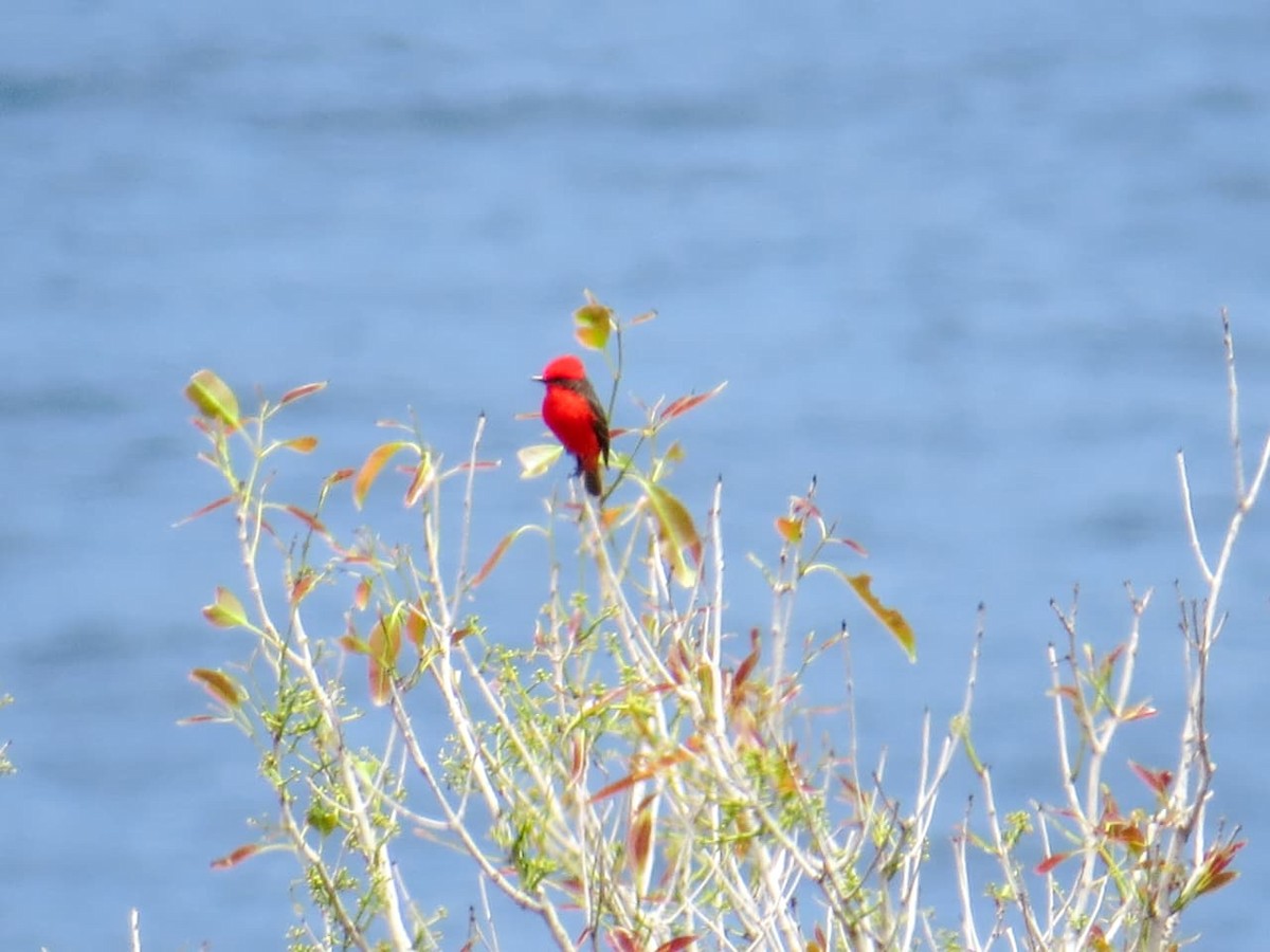 Vermilion Flycatcher - ML645989211