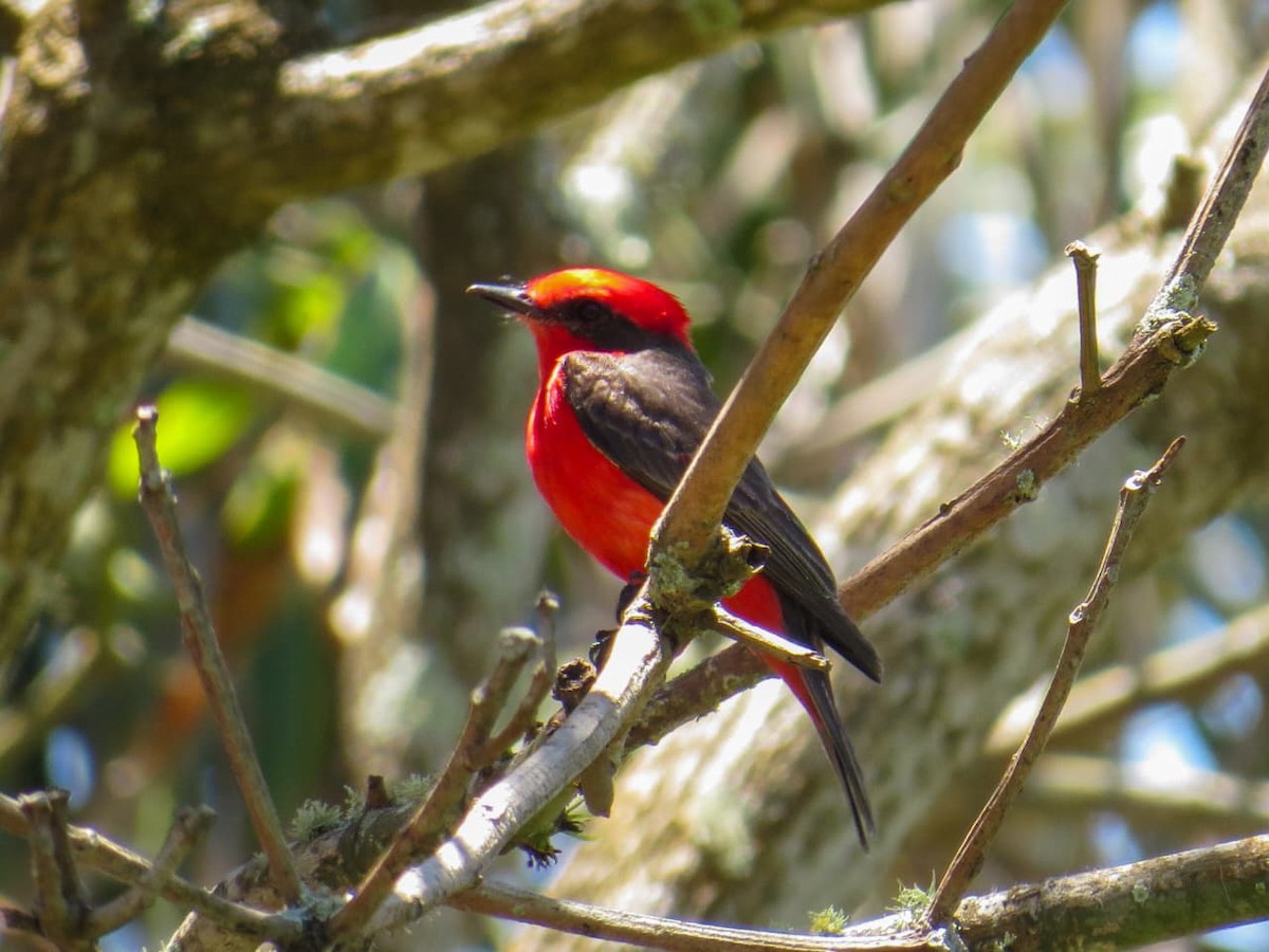 Vermilion Flycatcher - ML645989212