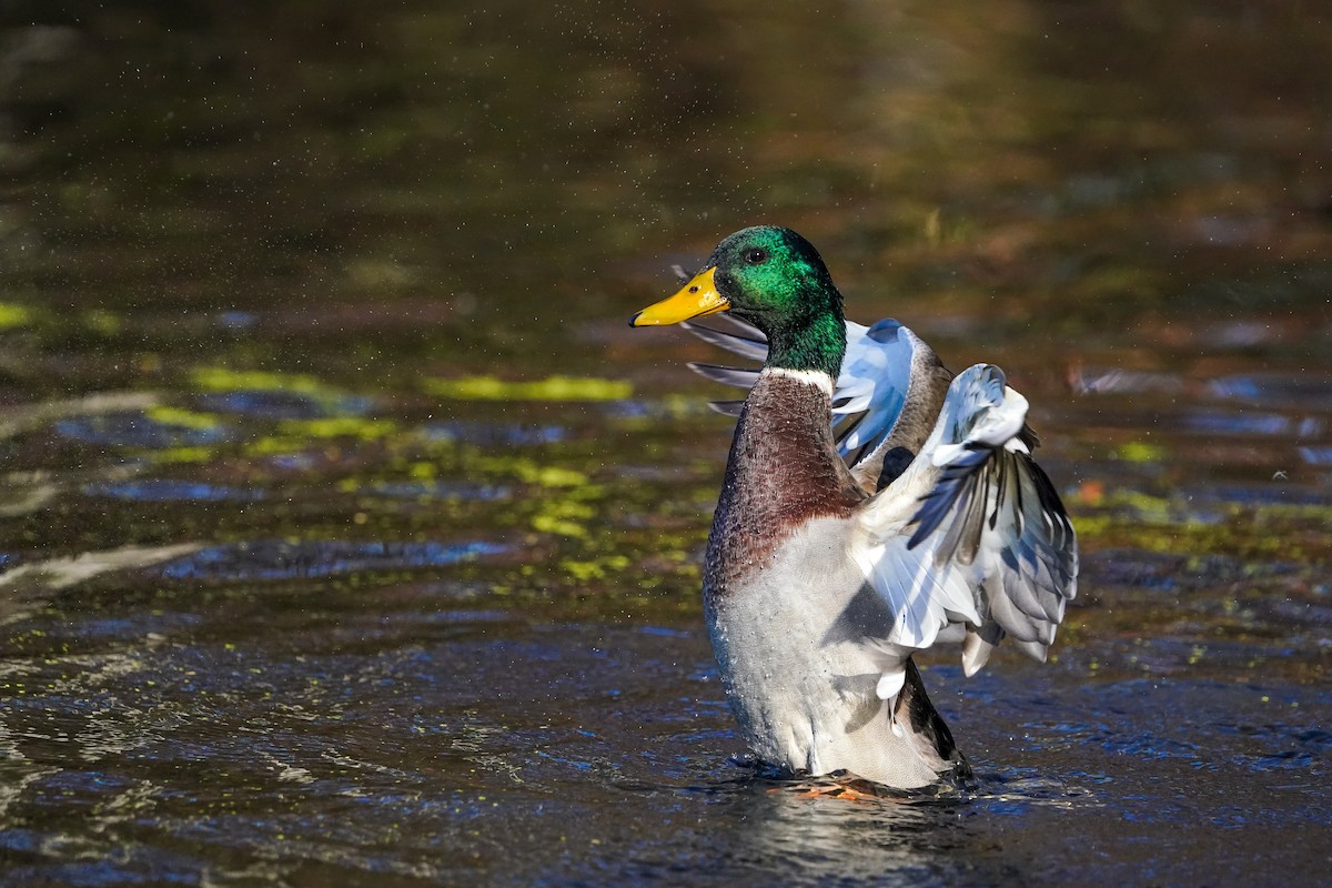 Mallard - ML645989216