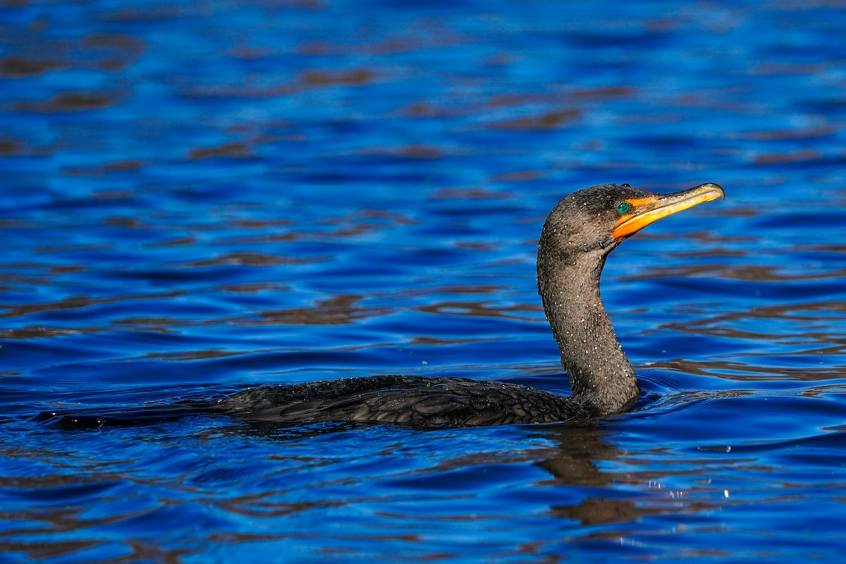 Double-crested Cormorant - ML645989218