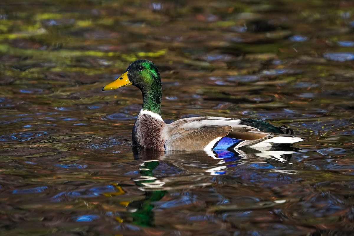 Mallard - ML645989223