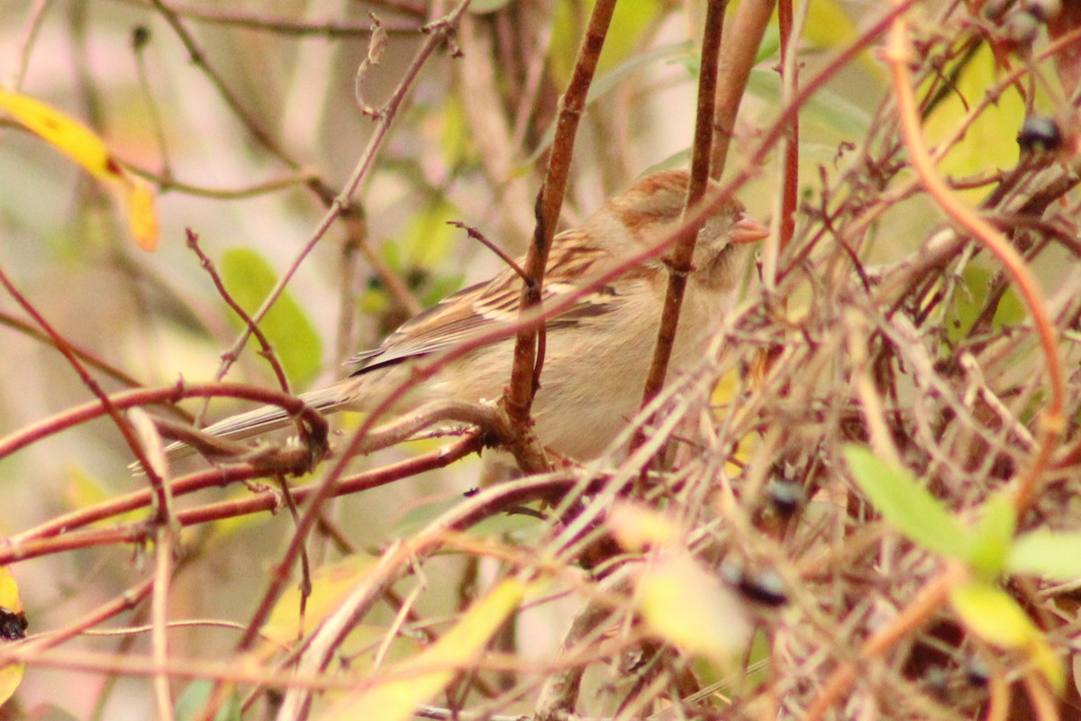 Field Sparrow - ML645989226