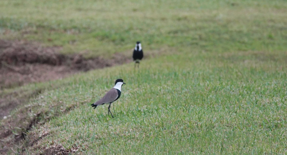 Vanneau à éperons - ML645989227