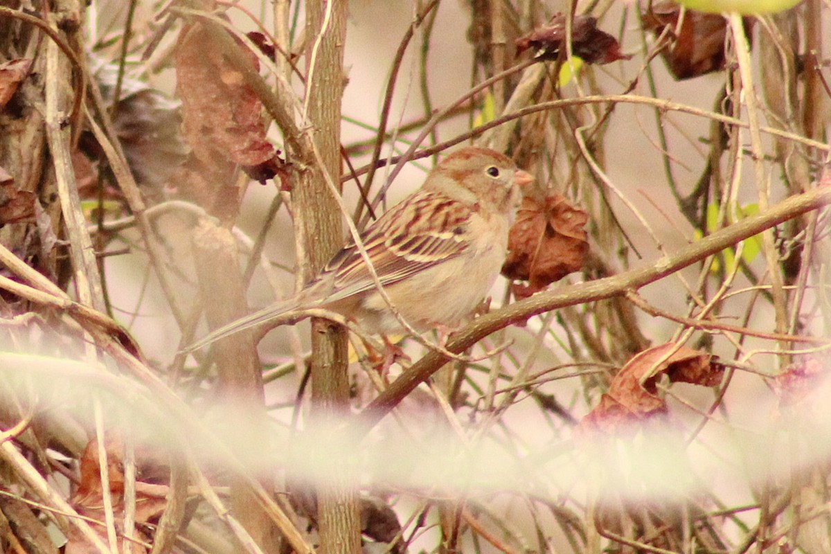 Field Sparrow - ML645989228
