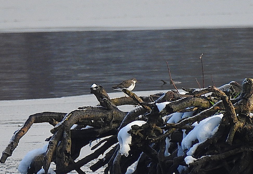 pisík americký - ML645989232