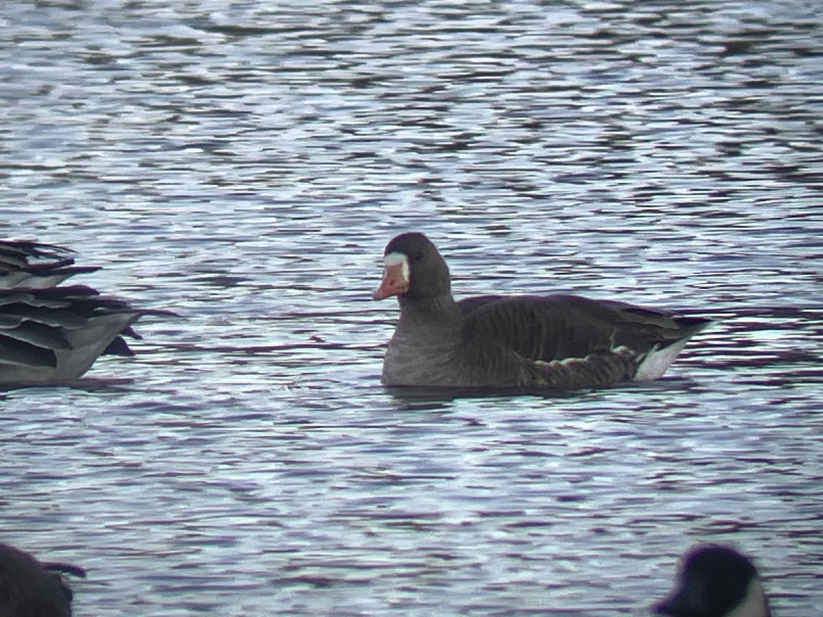 Greater White-fronted Goose - ML645989237