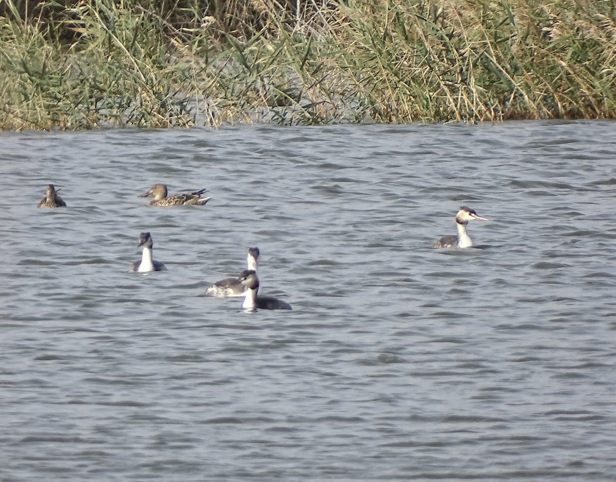 Great Crested Grebe - ML645989238