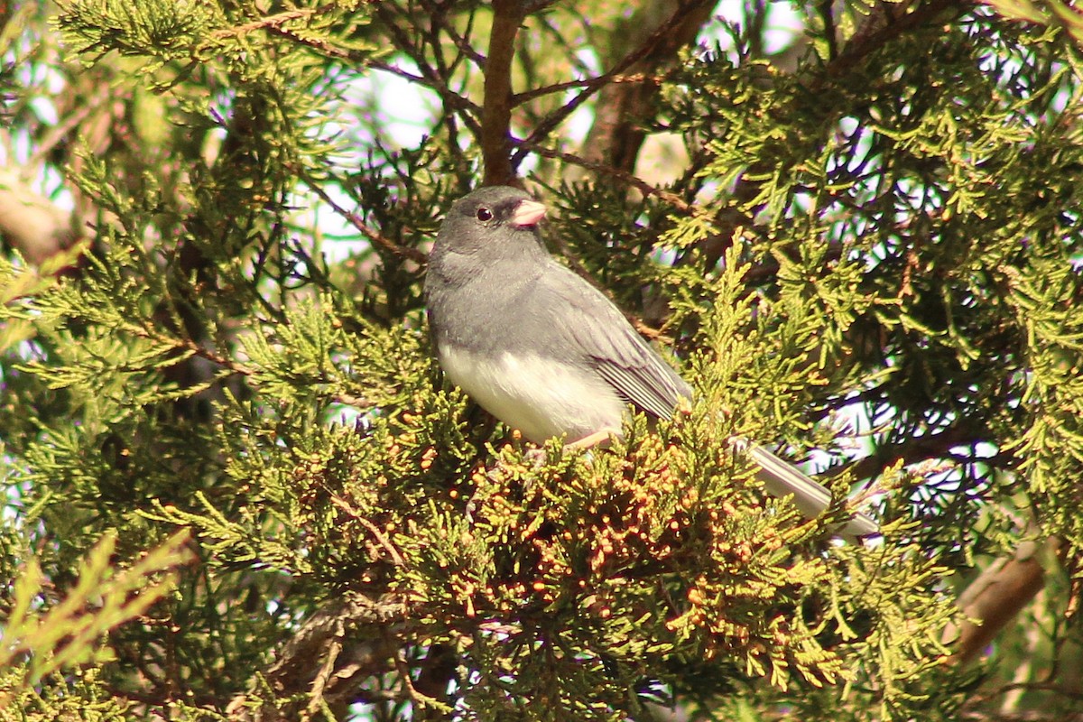 Dark-eyed Junco - ML645989239