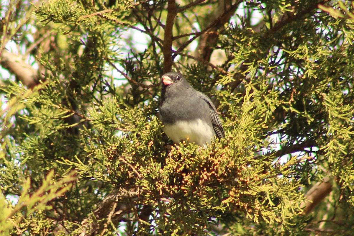 Dark-eyed Junco - ML645989240