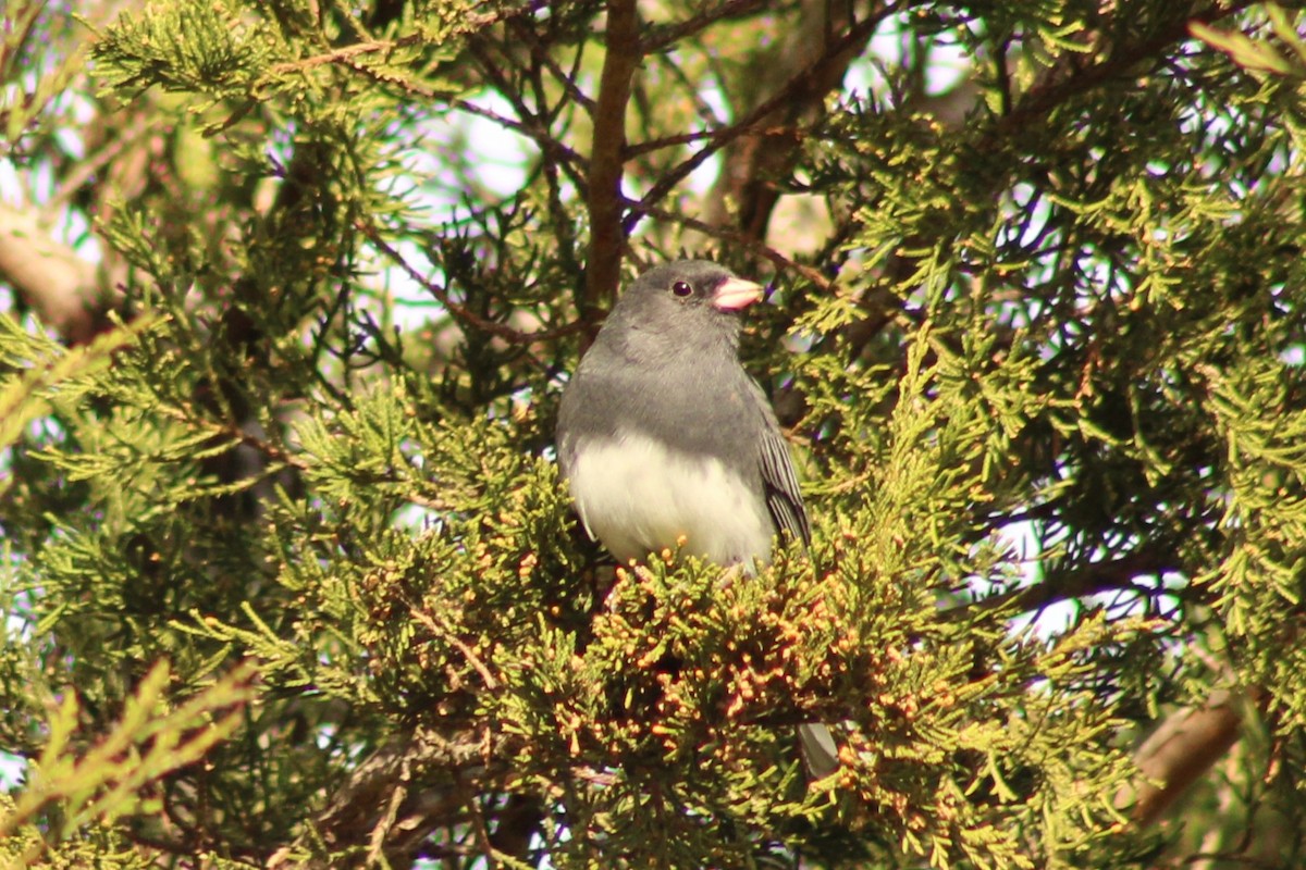 Dark-eyed Junco - ML645989241