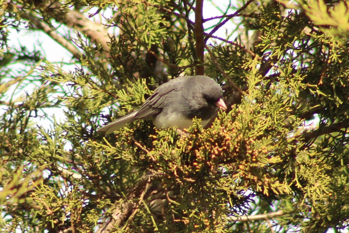 Dark-eyed Junco - ML645989242