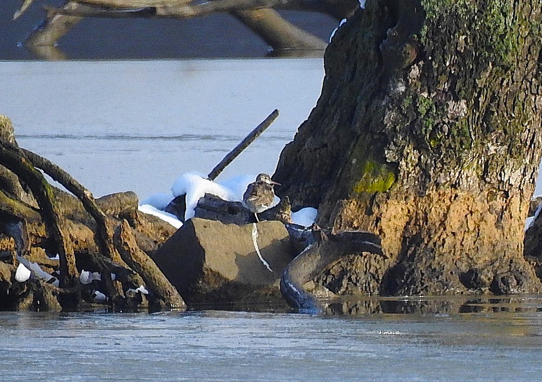 pisík americký - ML645989245