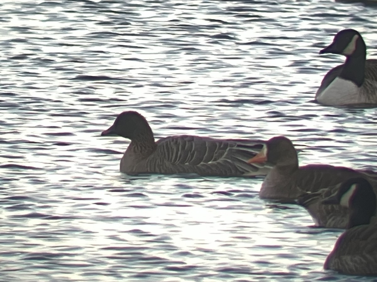 Pink-footed Goose - ML645989246