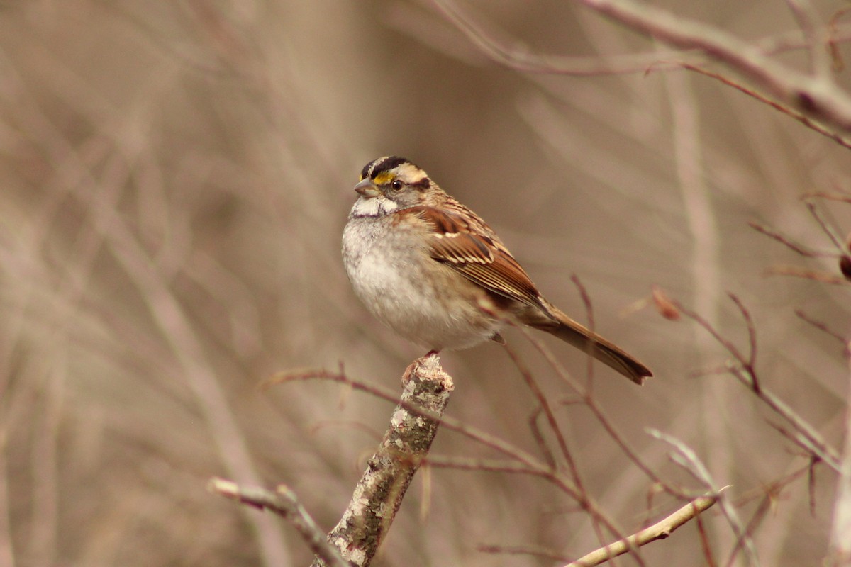 White-throated Sparrow - ML645989247