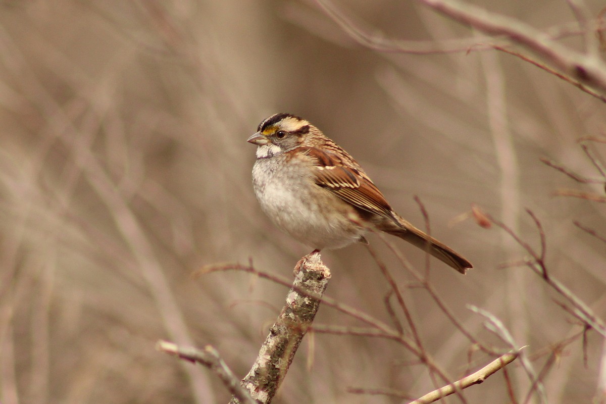 White-throated Sparrow - ML645989257