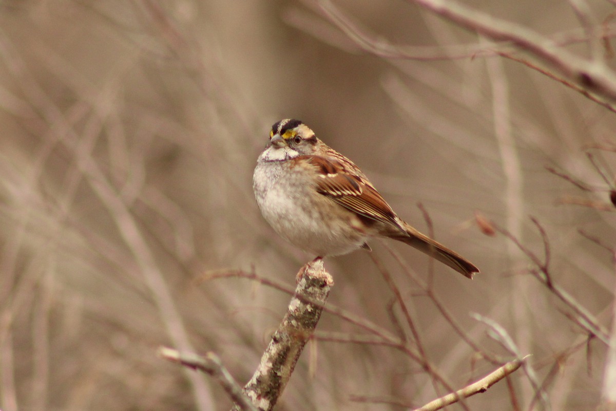 White-throated Sparrow - ML645989260
