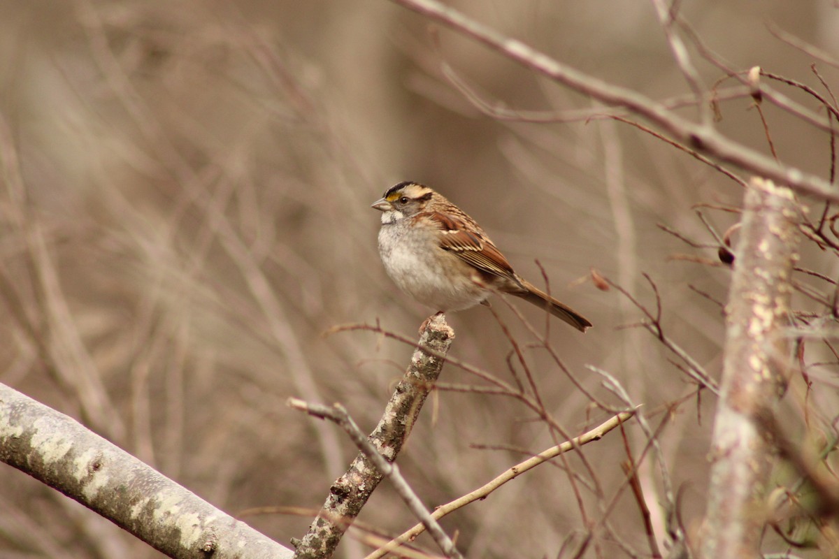 White-throated Sparrow - ML645989261