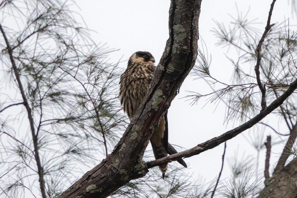 Eurasian Hobby - ML645989262