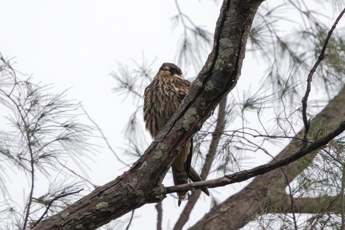Eurasian Hobby - ML645989263