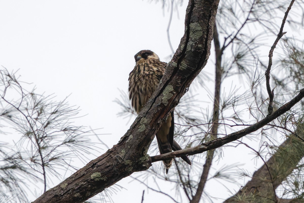Eurasian Hobby - ML645989264