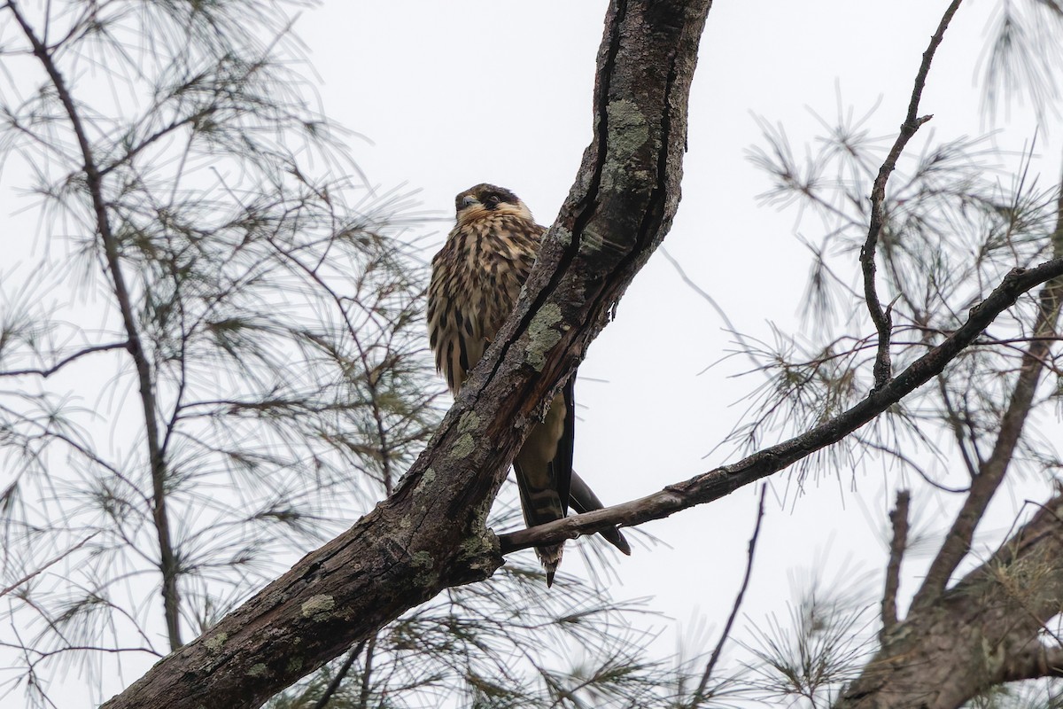 Eurasian Hobby - ML645989265