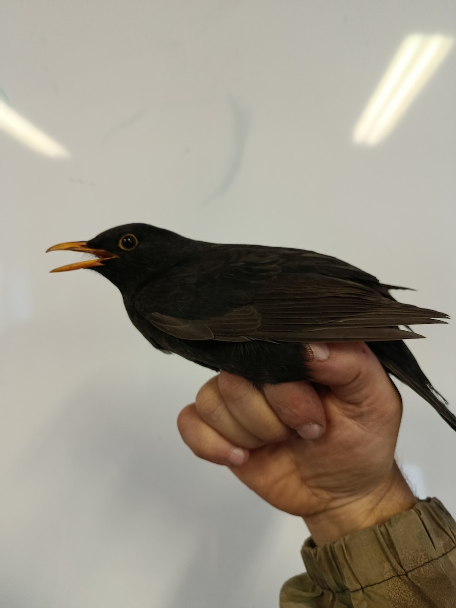 Eurasian Blackbird - ML645989267