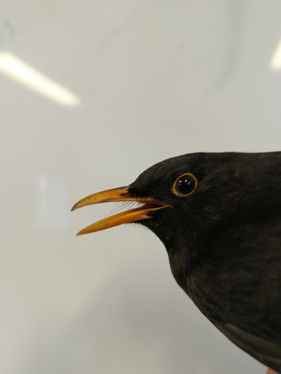 Eurasian Blackbird - ML645989268