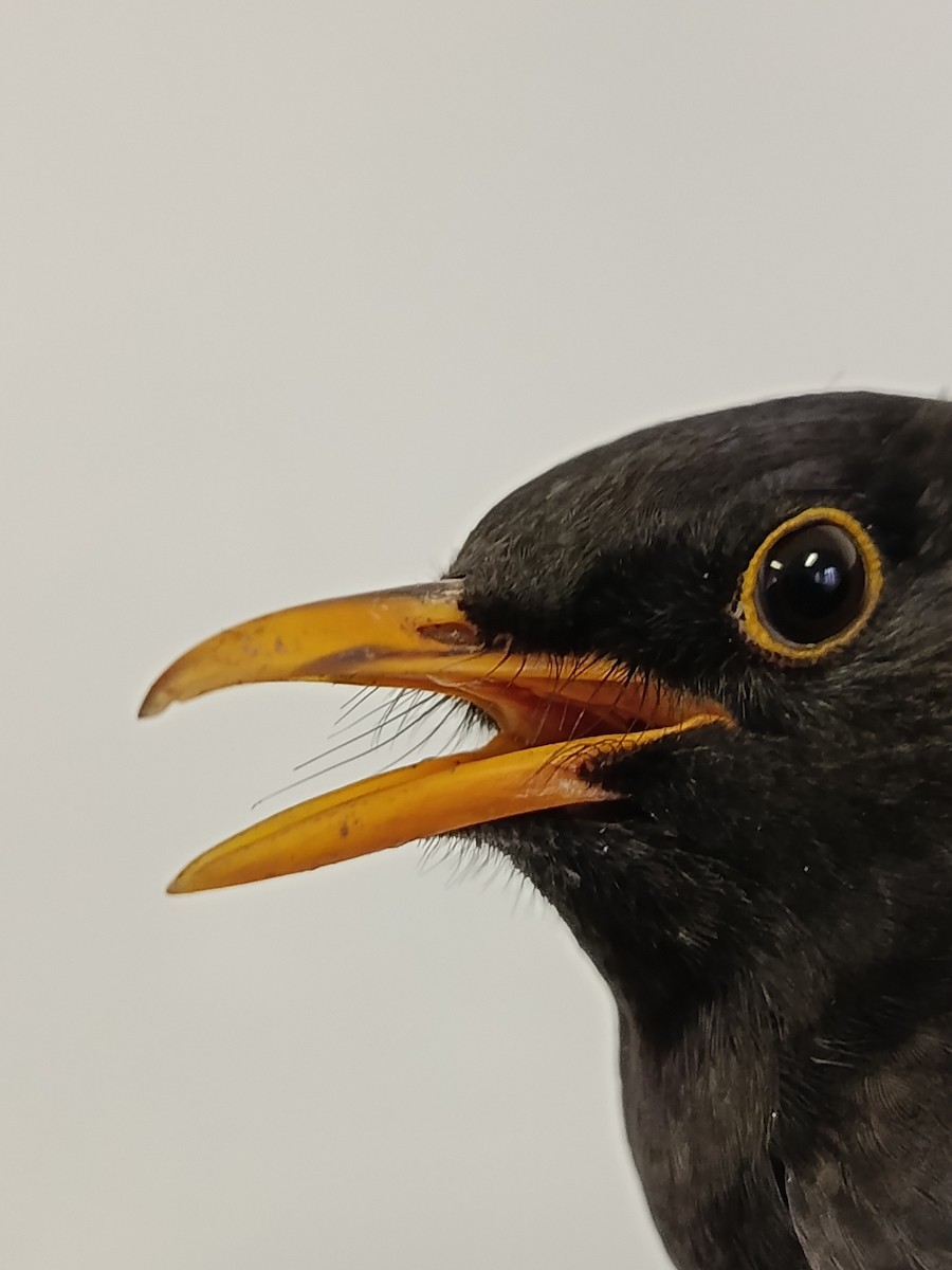 Eurasian Blackbird - ML645989269
