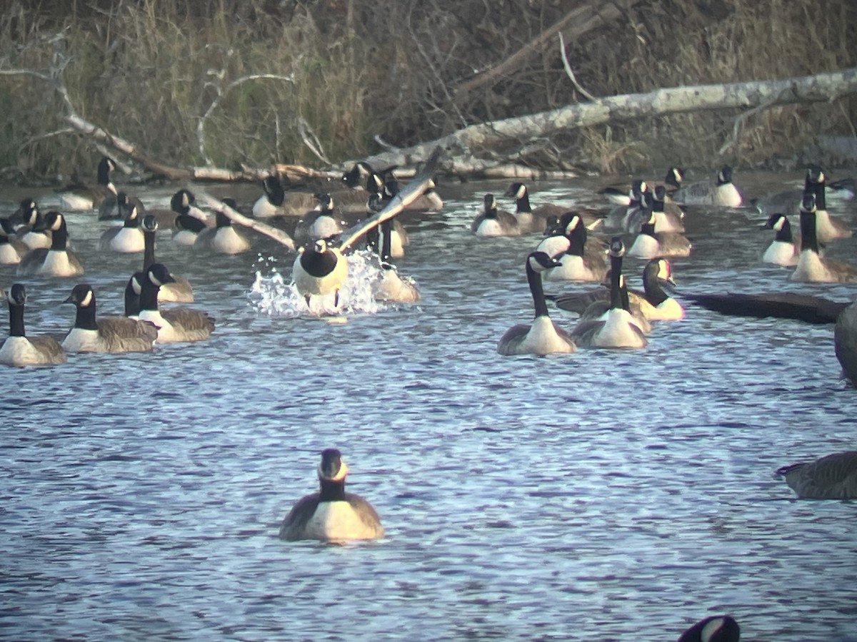 Barnacle Goose - ML645989270