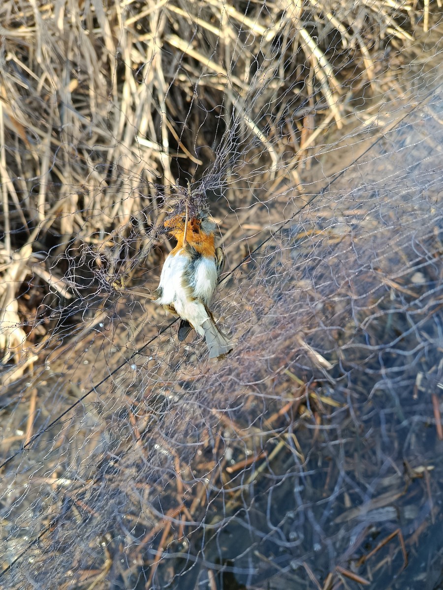 European Robin - ML645989271