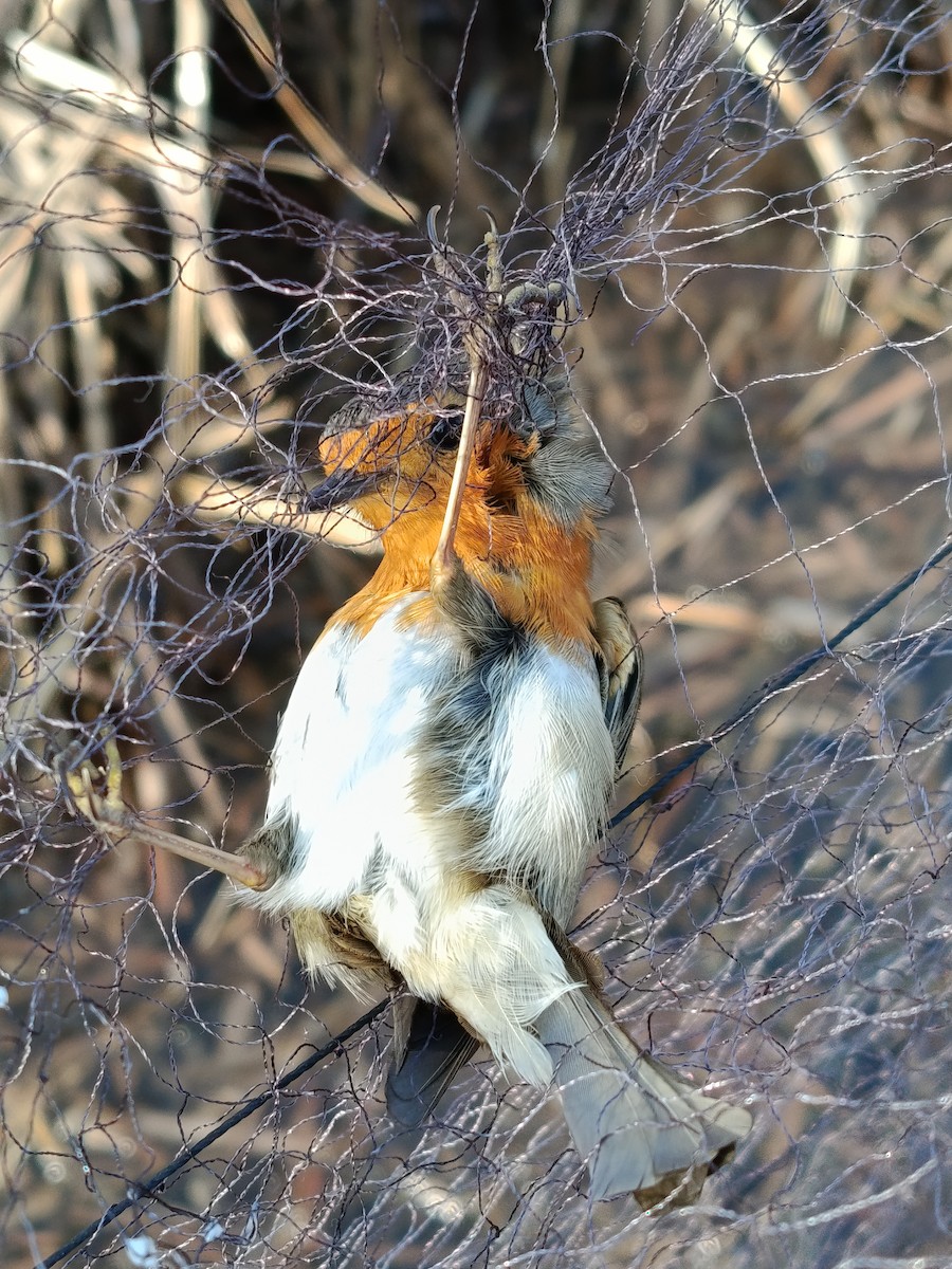 European Robin - ML645989272