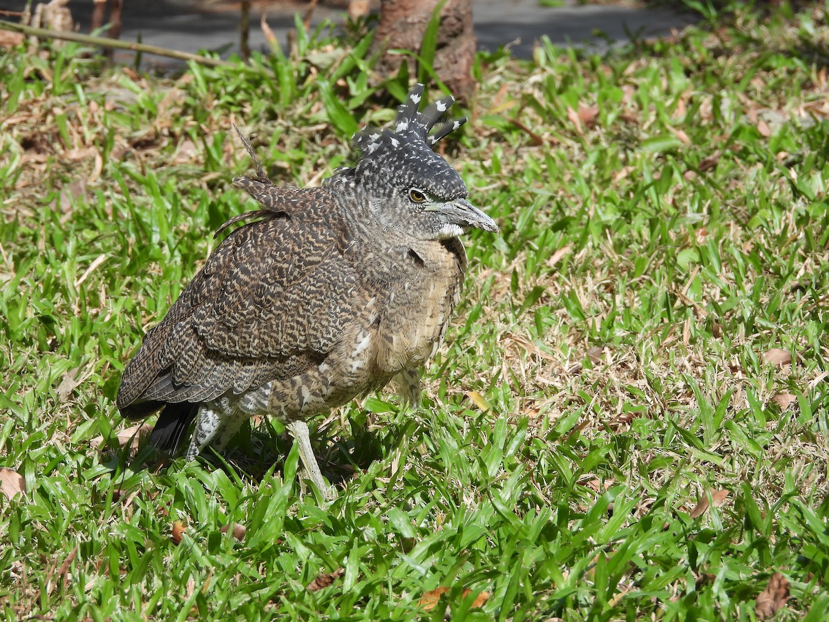 Bihoreau malais - ML645989276